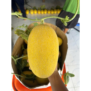 Dưa Lưới Huỳnh Long (1 trái 1,6-18kg)