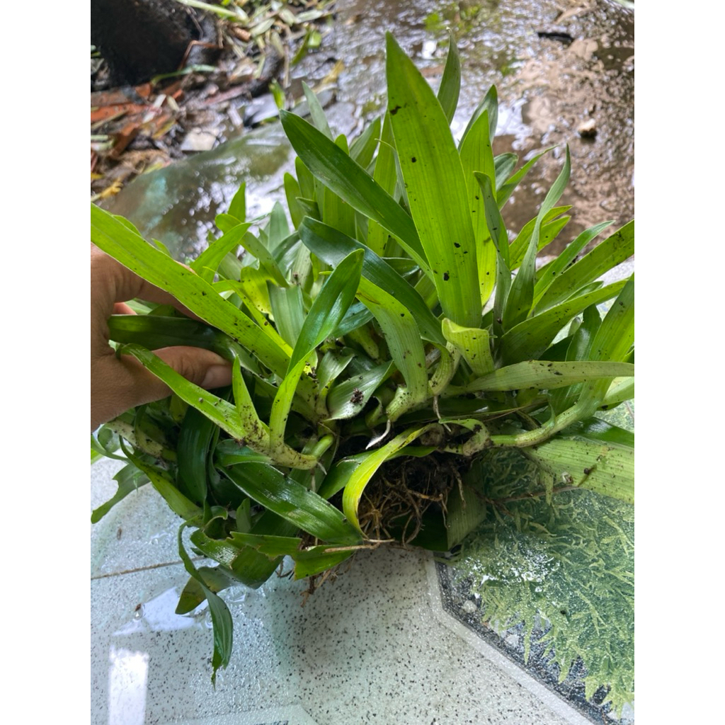 10 cây linh chi thảo (cỏ bao tử) hỗ trợ bệnh đau bao tử viêm đại tràng