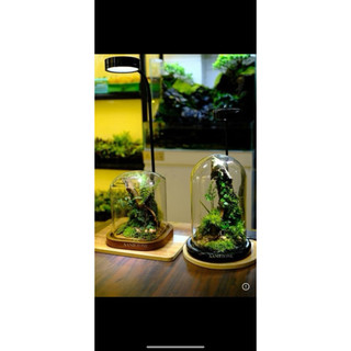 Đế chụp thủy tinh, đế chup gỗ set terarium, tiểu cảnh hoa khô