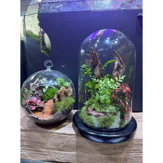 Đế chụp thủy tinh, đế chup gỗ set terarium, tiểu cảnh hoa khô