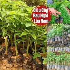 COMBO 50 CÂY RAU NGÓT TA