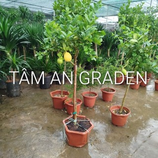 Cây Chanh Mỹ Lớn ( hàng đẹp ) sẵn trái 1.4m