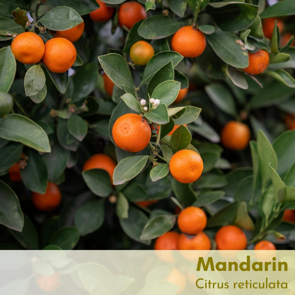 Tinh dầu quýt vàng Mandarin Essential Oil (Mandarin Orange)