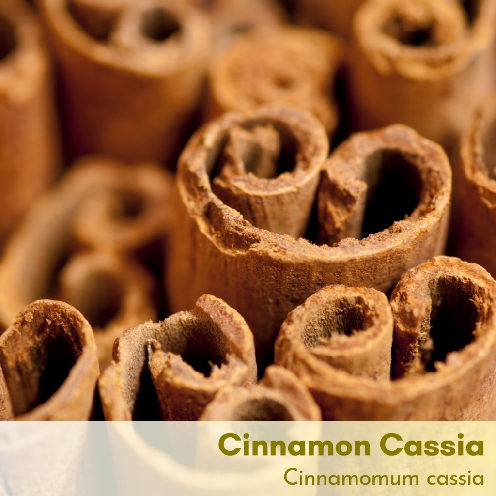 Tinh dầu vỏ quế Cinnamon Bark Essential Oil (Cassia)