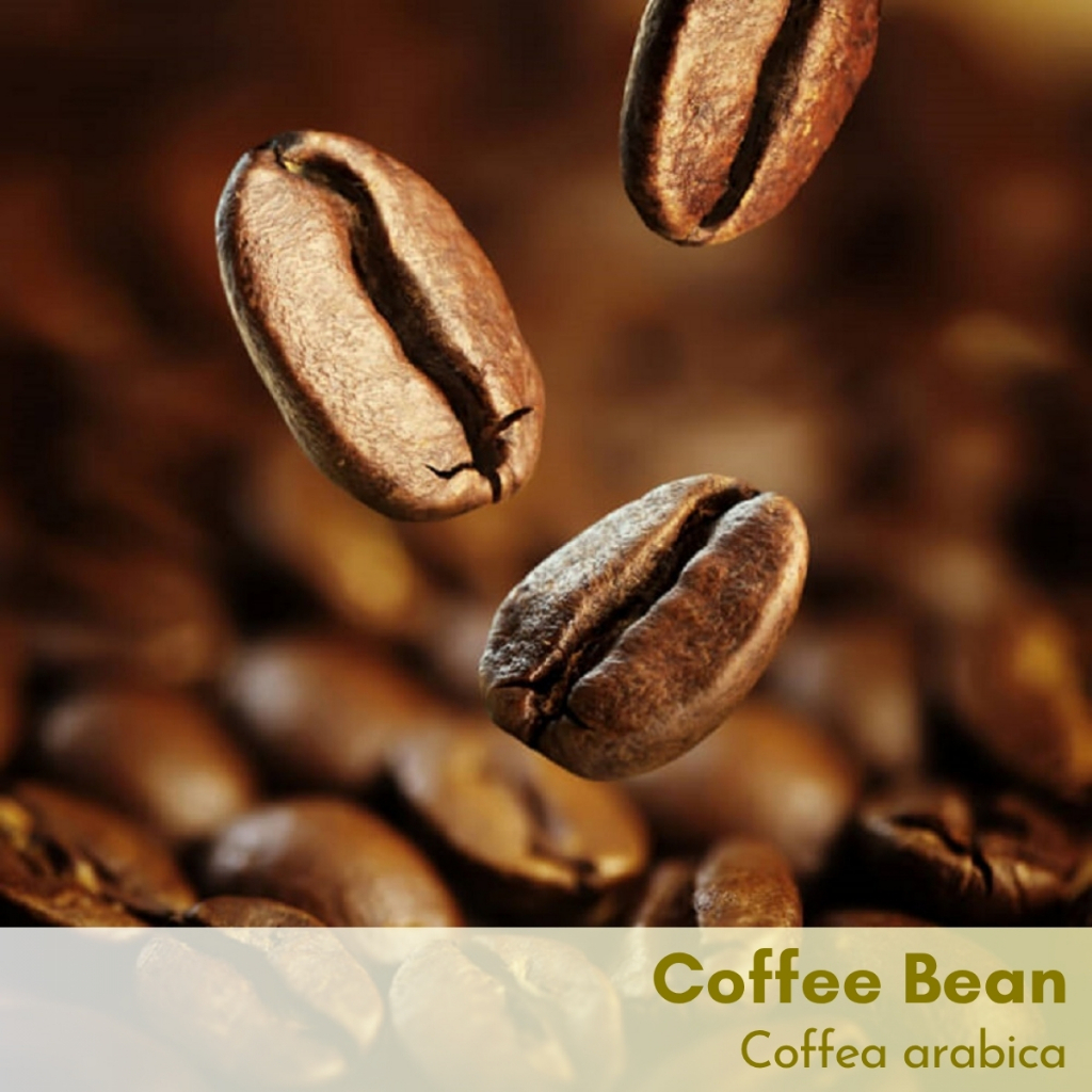 Tinh dầu hạt cà phê Coffee Bean Essential Oil