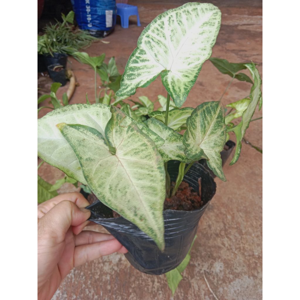 cây môn đốm trắng viền xanh, cây môn kiểng ,cây môn cảnh