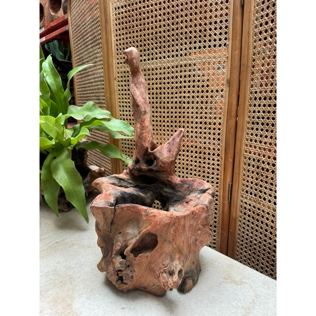 LG10 - Lũa Gỗ ghép lan, Lũa Lan, Chậu lũa, Kê Chậu Gỗ