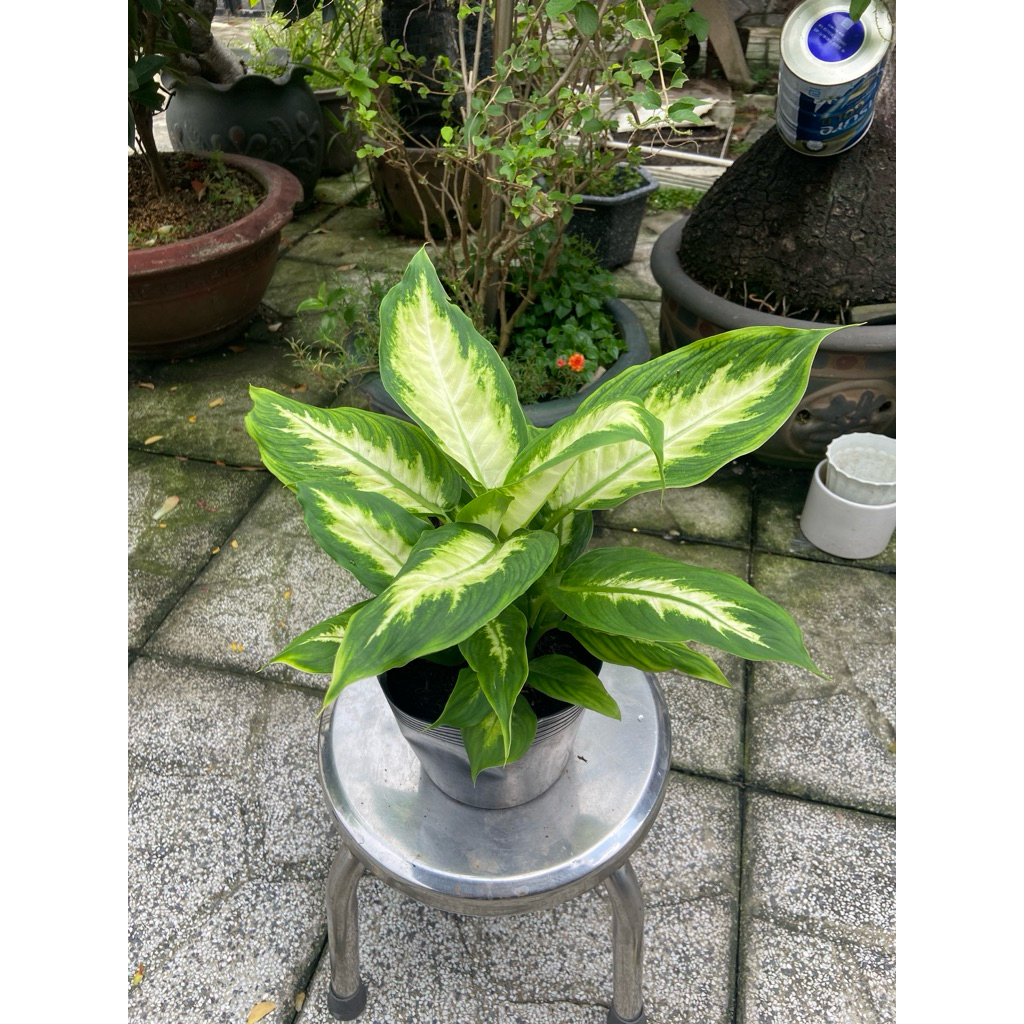 Cây dạ lan thanh mini