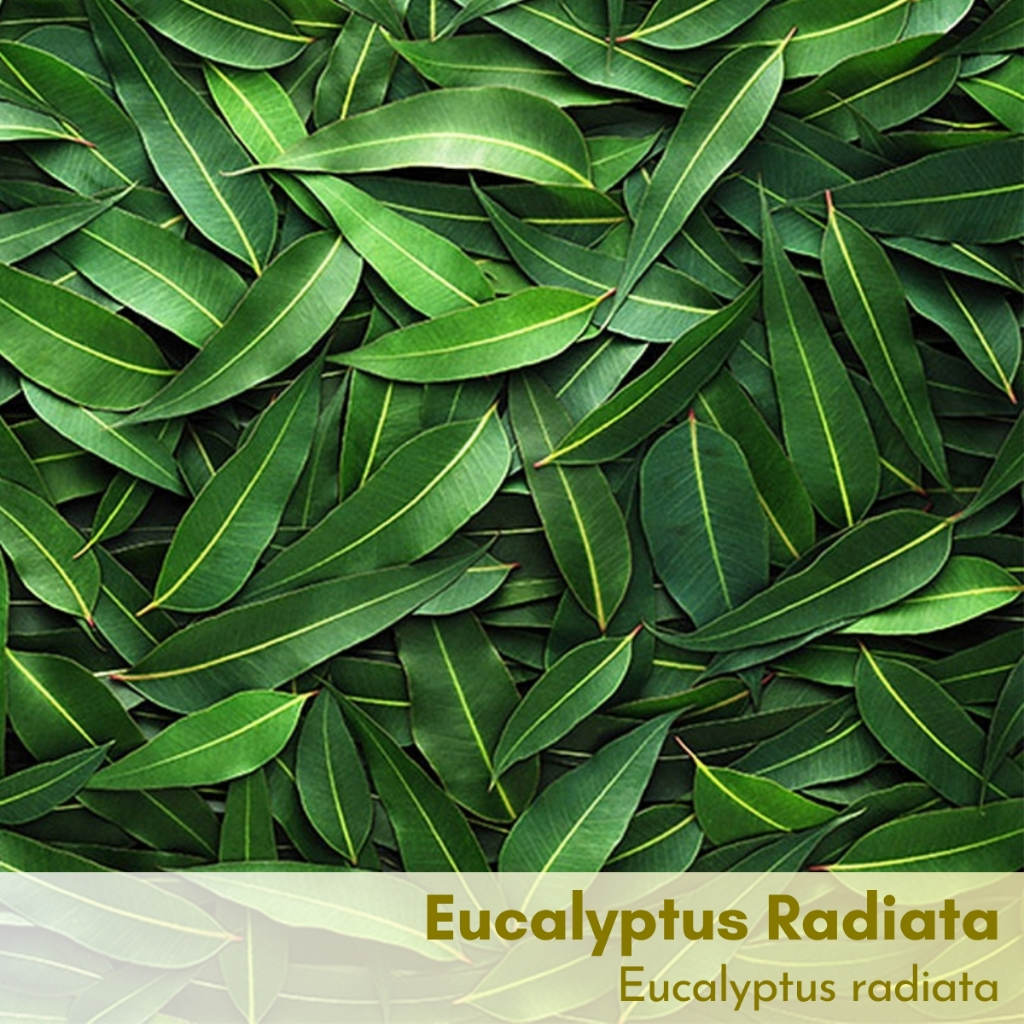 Tinh dầu Khuynh diệp Eucalyptus Radiata Essential Oil (Bạch đàn Radiata)