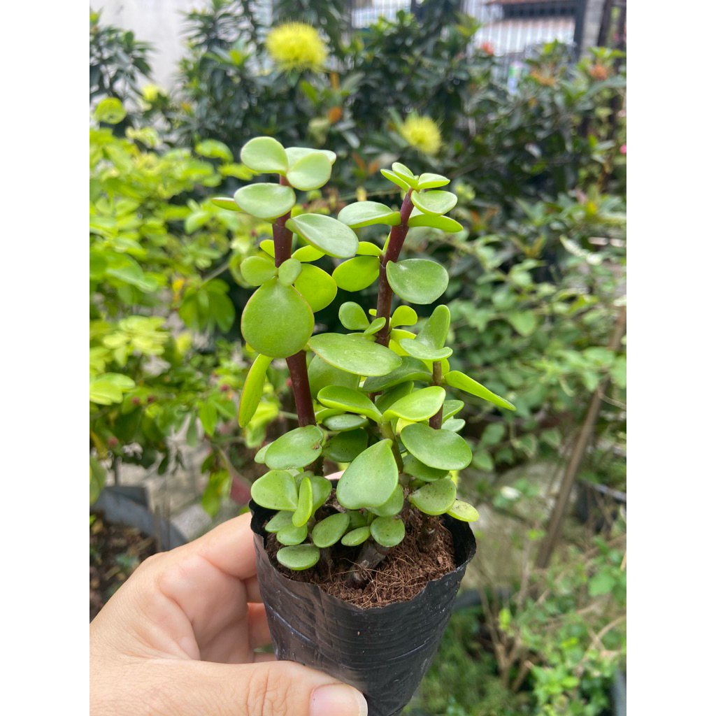 Sen đá số 2 (dola xanh)