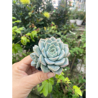 Sen liên đài trắng size nhỏ