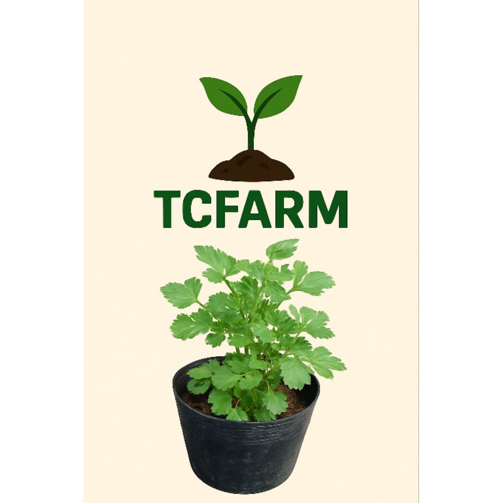 TCFARM  Chậu C7 cây Đinh lăng lá tròn xanh