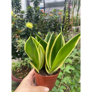 Cây lưỡi hổ thái mini