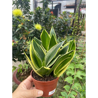 Cây lưỡi hổ thái mini