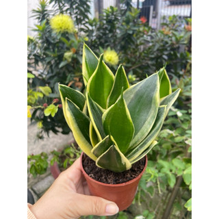 Cây lưỡi hổ thái mini