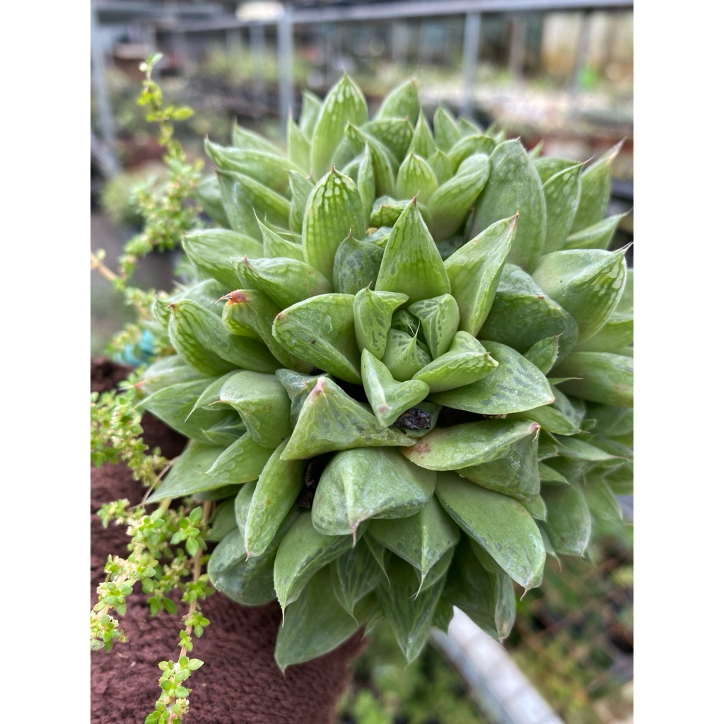 Cây sen đá hawothia ngọc lá lớn🌵 [Chính hãng]⚡ [Ảnh thật] ❤ [FreeShip] ✈ [Có sẵn]