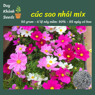  Hạt giống hoa sao nhái đủ màu  5000 hạt  - 1 gói trang trí cả vườn tỉ lệ nảy mầm cao hoa đẹp 