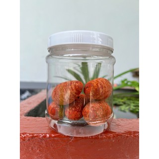 Nghệ đỏ gà đá (kèm cọ) Dạng củ cái to, sạch vỏ, tại xưởng