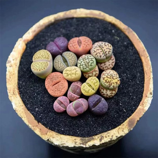 Sen đá Mông Lithops thạch lan đá sống