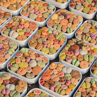Sen đá Mông Lithops thạch lan đá sống