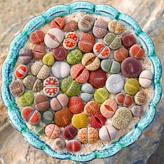 Sen đá Mông Lithops thạch lan đá sống