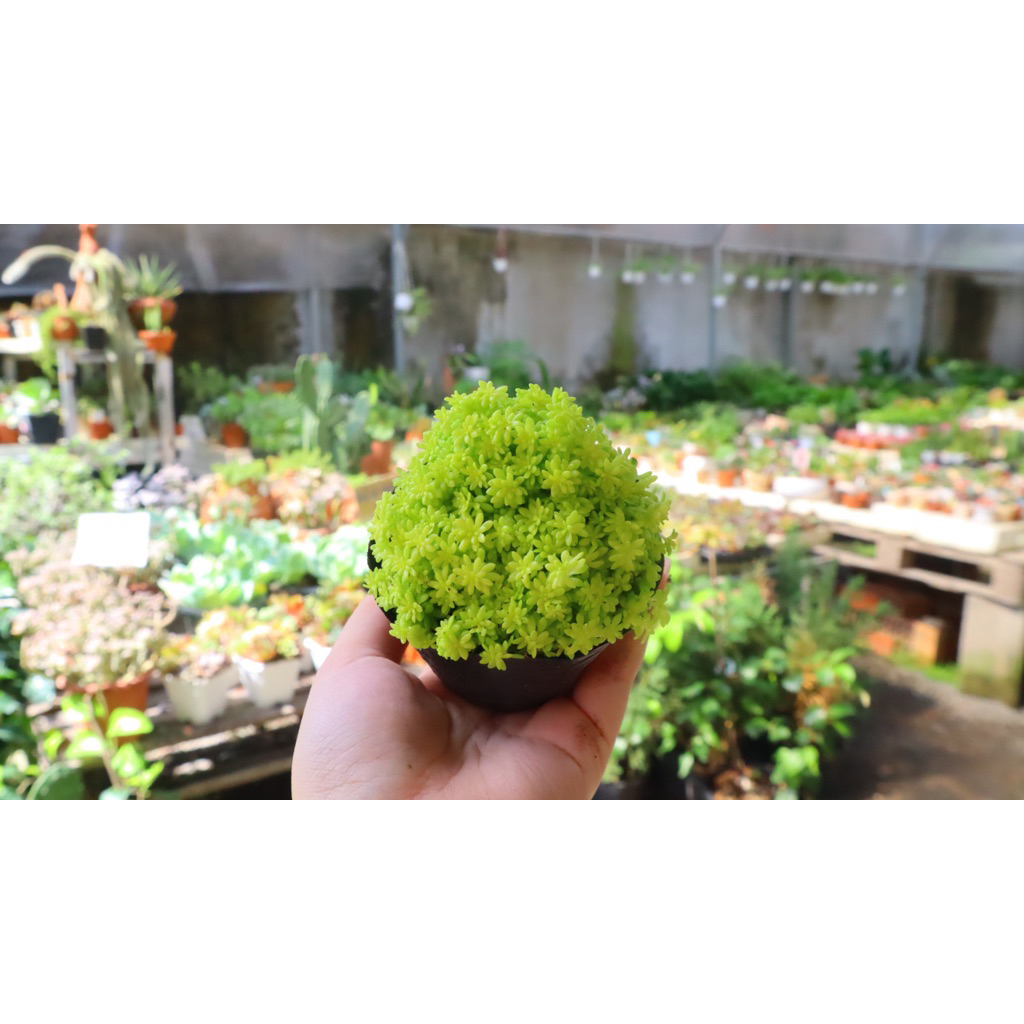 Sedum vàng size bầu