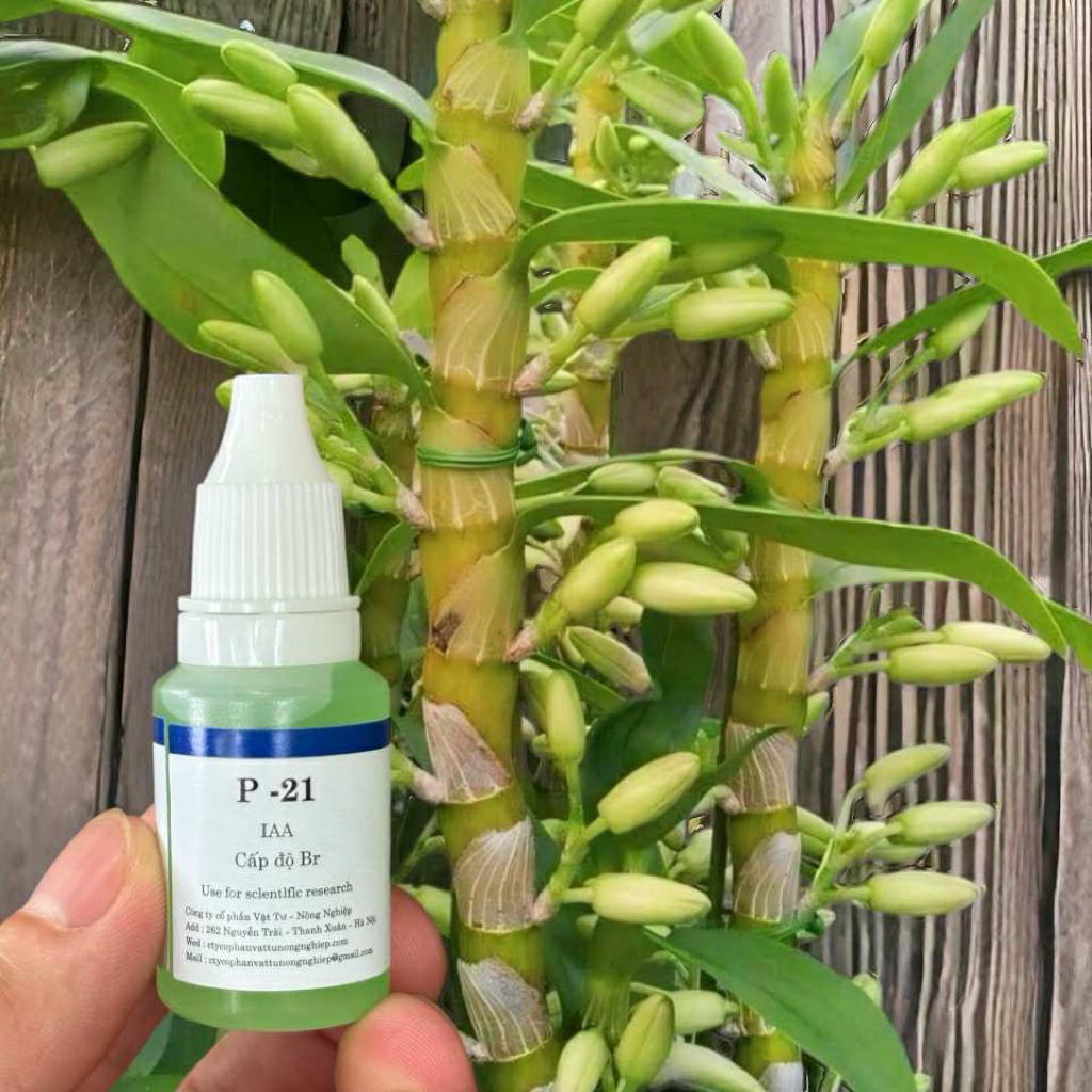 P-21 siêu kích tất cả các loại hoa