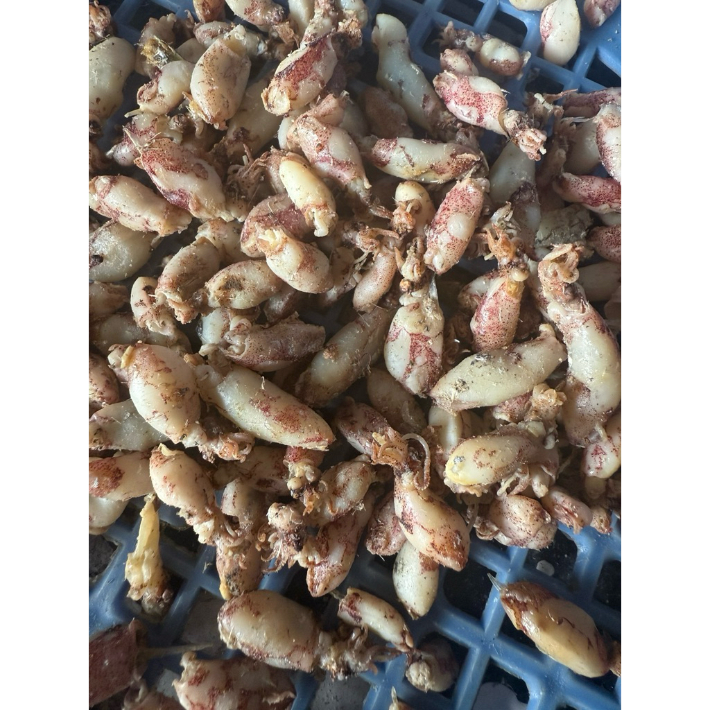 MỰC KHÔ RIM MUỐI, MỰC SỮA NHỎ, mực rim tỏi ớt, mực sữa, NINH THUẬN