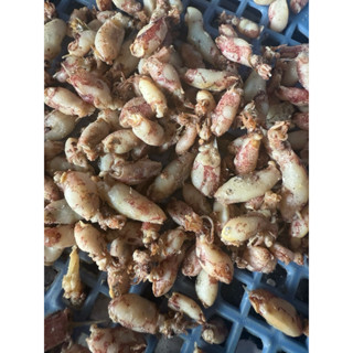 MỰC KHÔ RIM MUỐI, MỰC SỮA NHỎ, mực rim tỏi ớt, mực sữa, NINH THUẬN