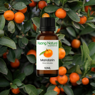 Tinh dầu quýt vàng Mandarin Essential Oil (Mandarin Orange)