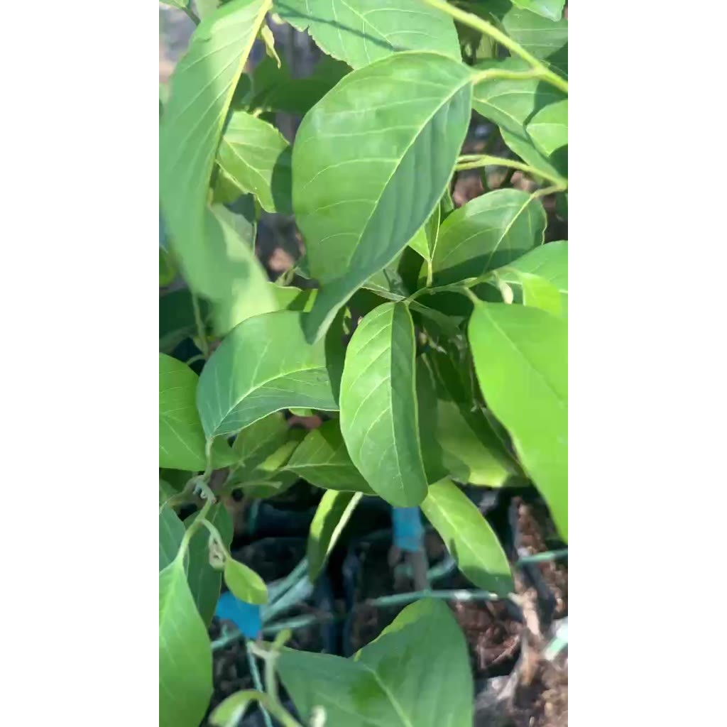 Cây Giống Na Dai Đài Loan Trồng Chậu (Na dứa),