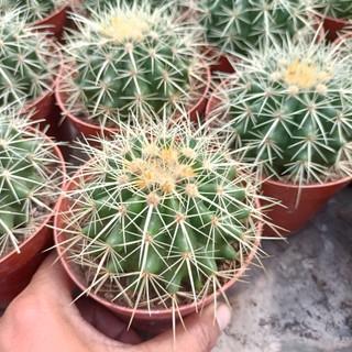 Xương Rồng Kim Hổ