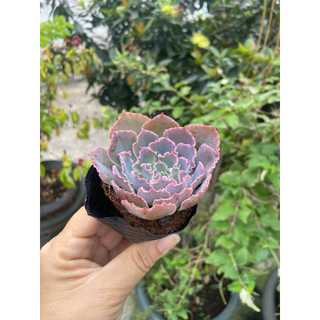 Sen bắp cải tím nhỏ