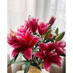 #10_Củ_ly_kép cao thơm nhập khẩu Hà Lan 7-8 bông, siêu hoa lên mầm 100%