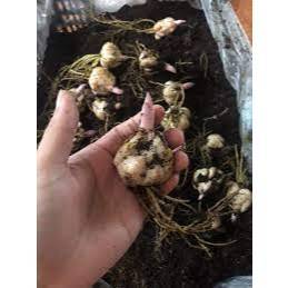 #10_Củ_ly_kép cao thơm nhập khẩu Hà Lan 7-8 bông, siêu hoa lên mầm 100%