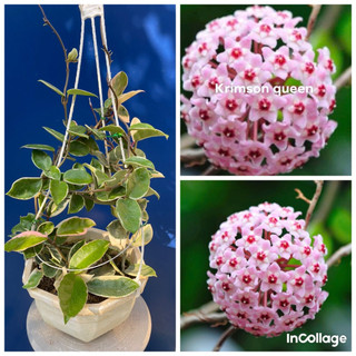 hoa lan cẩm cù lá cẩm thạch giò to