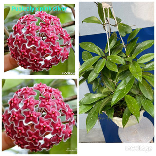 hoa lan cẩm cù đỏ chưa hoa size to