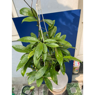 hoa lan cẩm cù đỏ chưa hoa size to