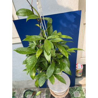 hoa lan cẩm cù đỏ chưa hoa size to