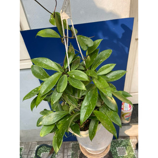 hoa lan cẩm cù đỏ chưa hoa size to