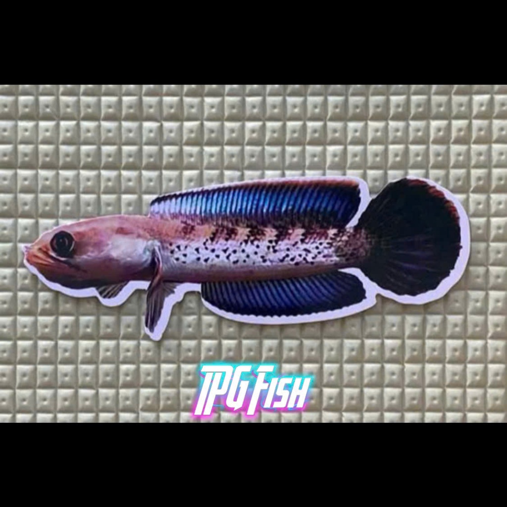 Thẻ Kè Cá Lóc - Thẻ Huấn Luyện Cá