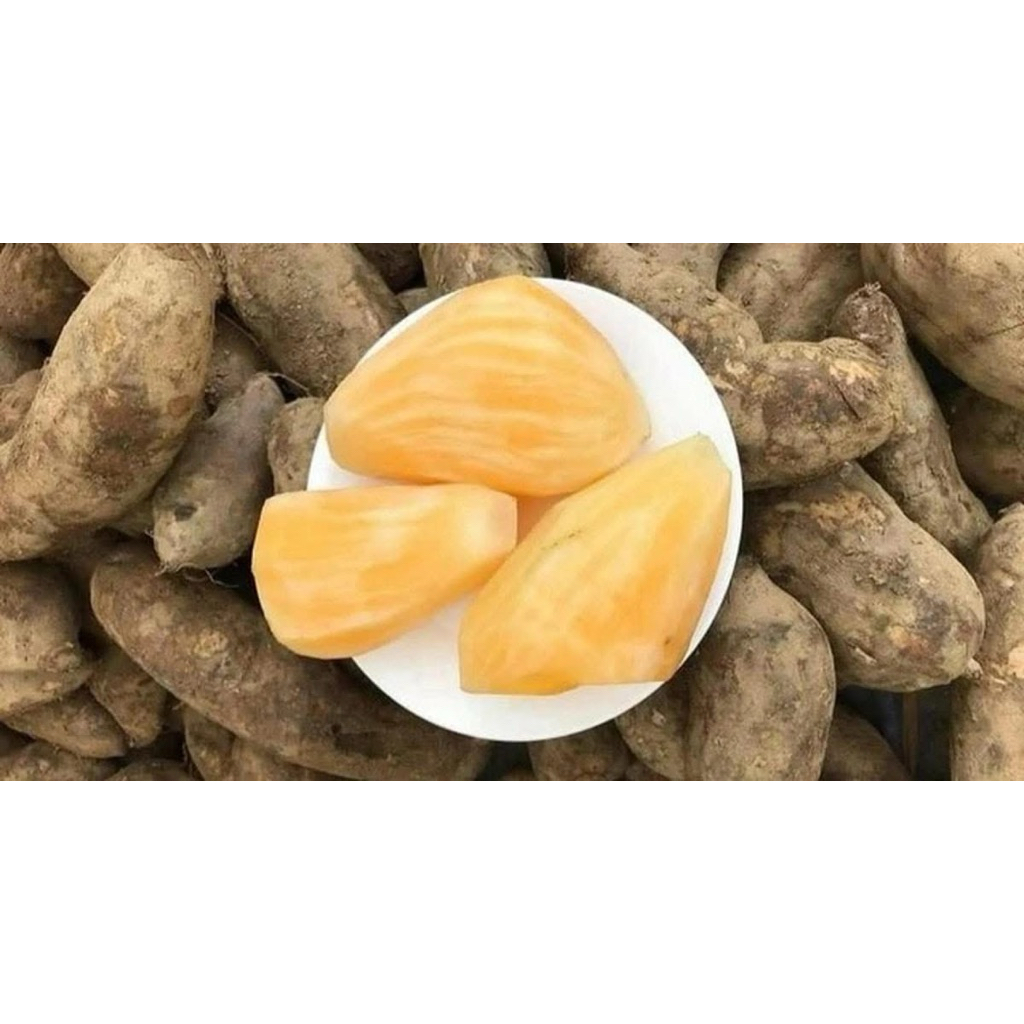 combo 5kg tặng 1 kg sâm bi nhỏ