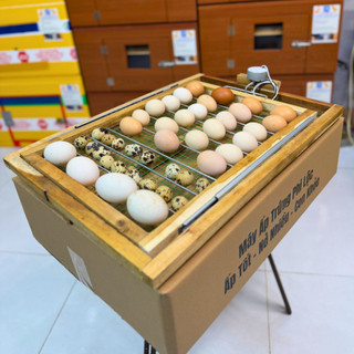 Khay Đảo 50 Trứng Tự Động, Khung Gỗ Chắc Chắn Đảo Lăn Đều Giúp Trứng Dễ Nở, Tỷ Lệ Cao Trên 95%.