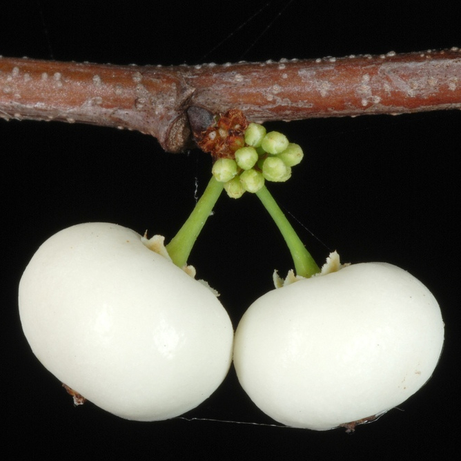 Cây giống nổ (cơm nguội, nổ gai, phèn trắng, quả nổ) chuẩn hàng, đủ tiêu chuẩn xuất vườn
