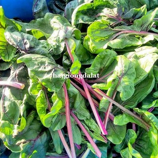 5 Gram  - Hạt Giống Cải Bó Xôi Đà Lạt