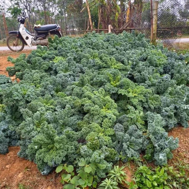 cây cài kale xanh mỹ F1