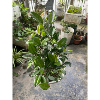 giò hoa lan cẩm cù trắng size trung
