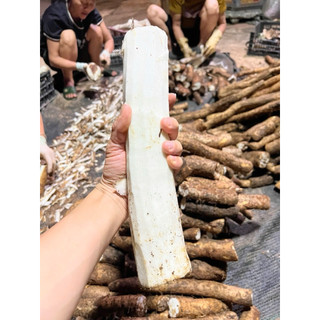 Củ mài rừng HOÀI SƠN SẦN 500g khô tự nhiên (không sấy lưu huỳnh)