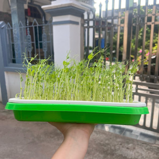 🔥 HOAN HỈ ỦNG HỘ🙏🙏Khay ủ giá trồng rau mầm thuỷ canh đa năng các loại