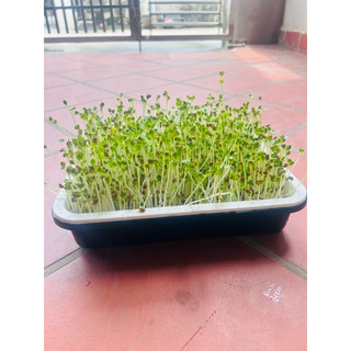 🔥 HOAN HỈ ỦNG HỘ🙏🙏Khay ủ giá trồng rau mầm thuỷ canh đa năng các loại